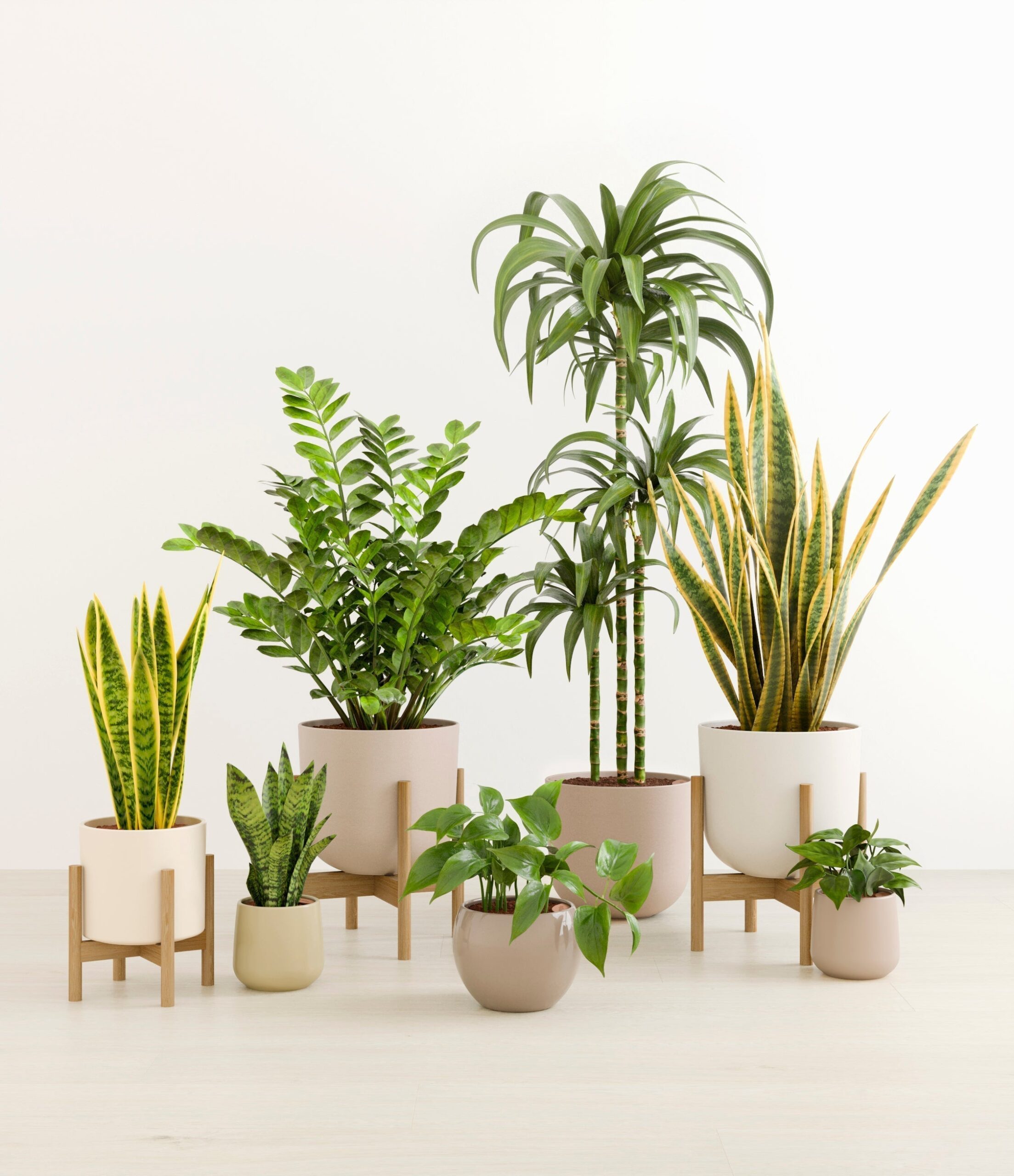 The_Luminous_Jungle_The_Sandy_Palette_3_stands_4e47f1ea-c8c8-4118-a39b-8e7f8fd68c60.jpg