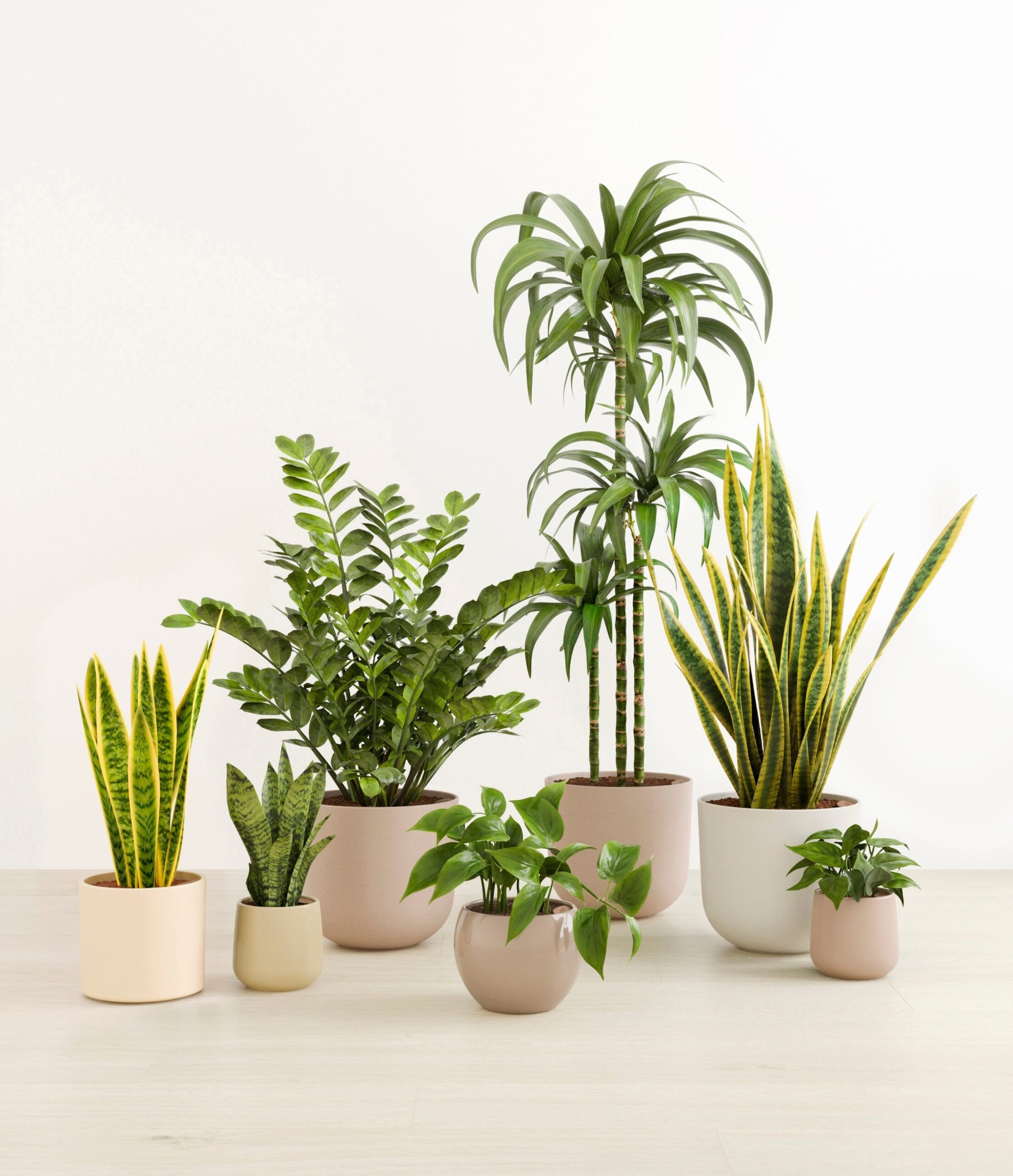 The_Luminous_Jungle_The_Sandy_Palette_ec54ae44-9877-44ba-93fc-a9a5558660c9.jpg