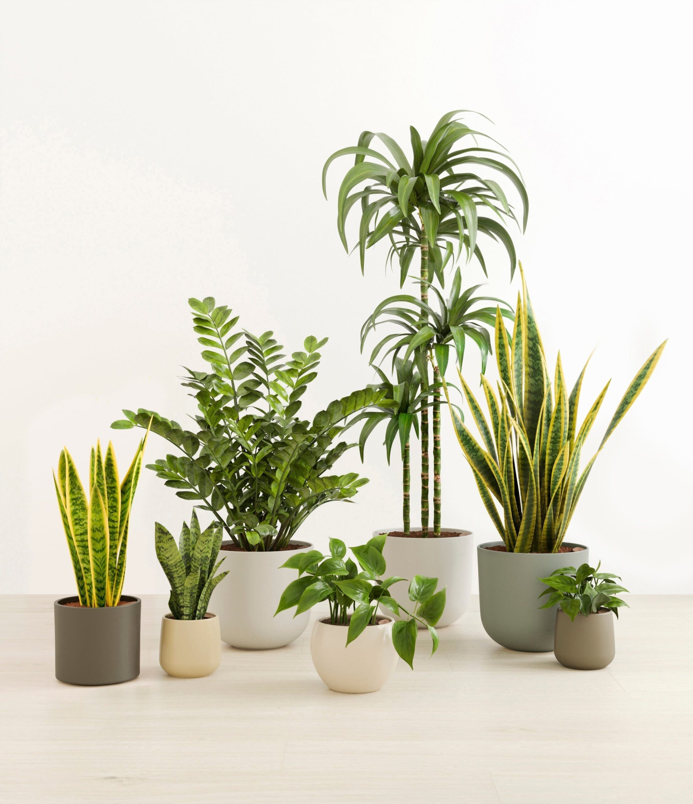 The_Luminous_Jungle_The_Woodland_Palette_837816d1-5d4c-4e24-b7bc-a6c7585eed4d.jpg