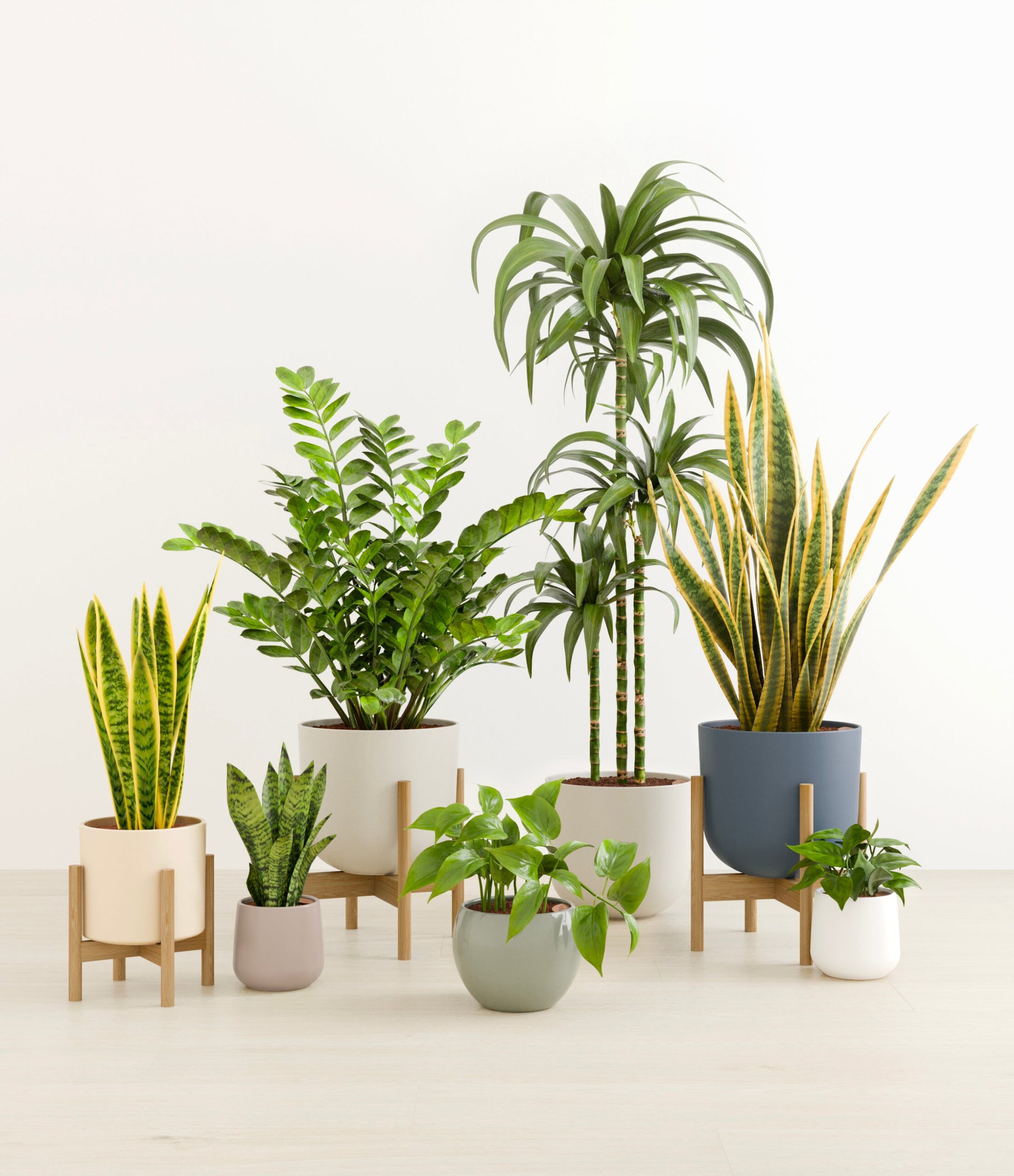 The_Luminous_Jungle_studio_new_palette_3_stands.jpg