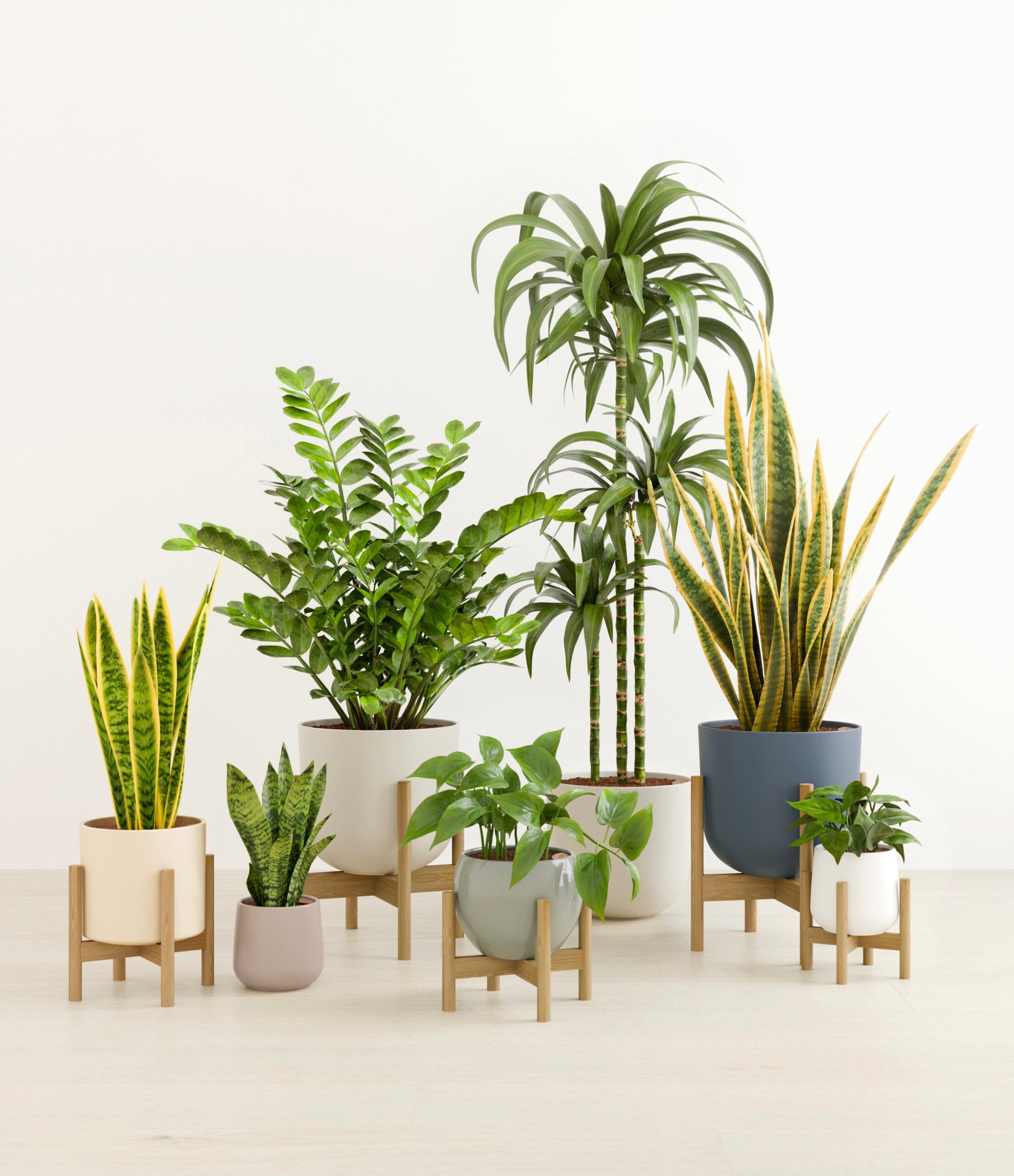 The_Luminous_Jungle_studio_new_palette_5_stands_7d195757-cd46-48a0-b5b1-5e8ee4b9d5d8.jpg