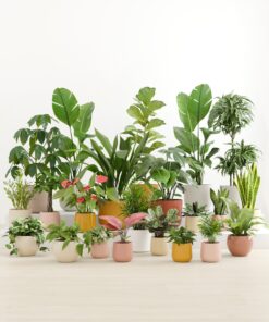 Natural Sanctuary