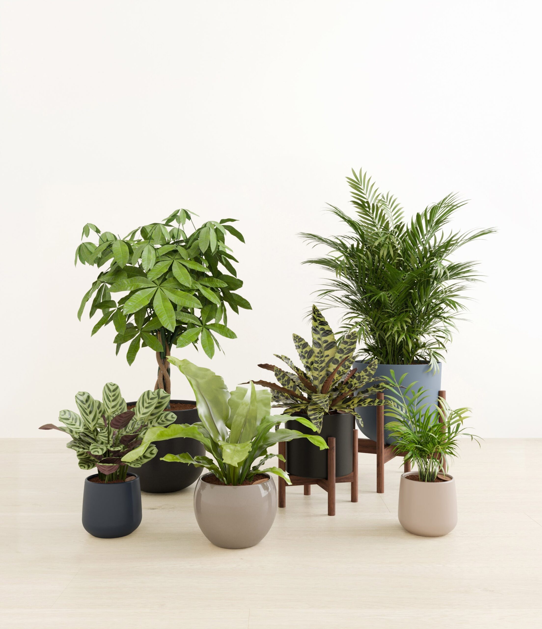 The_Serene_Kingdom_studio_charcoal_2_stands.jpg