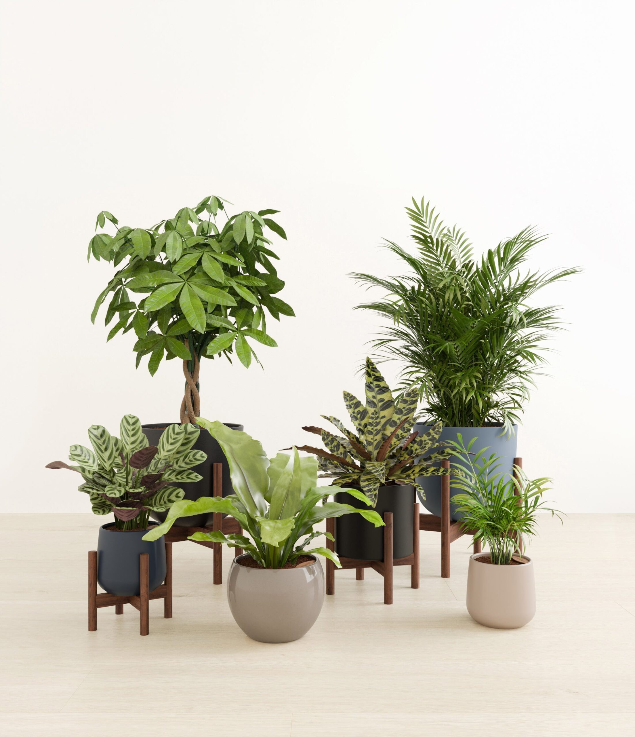 The_Serene_Kingdom_studio_charcoal_4_stands.jpg
