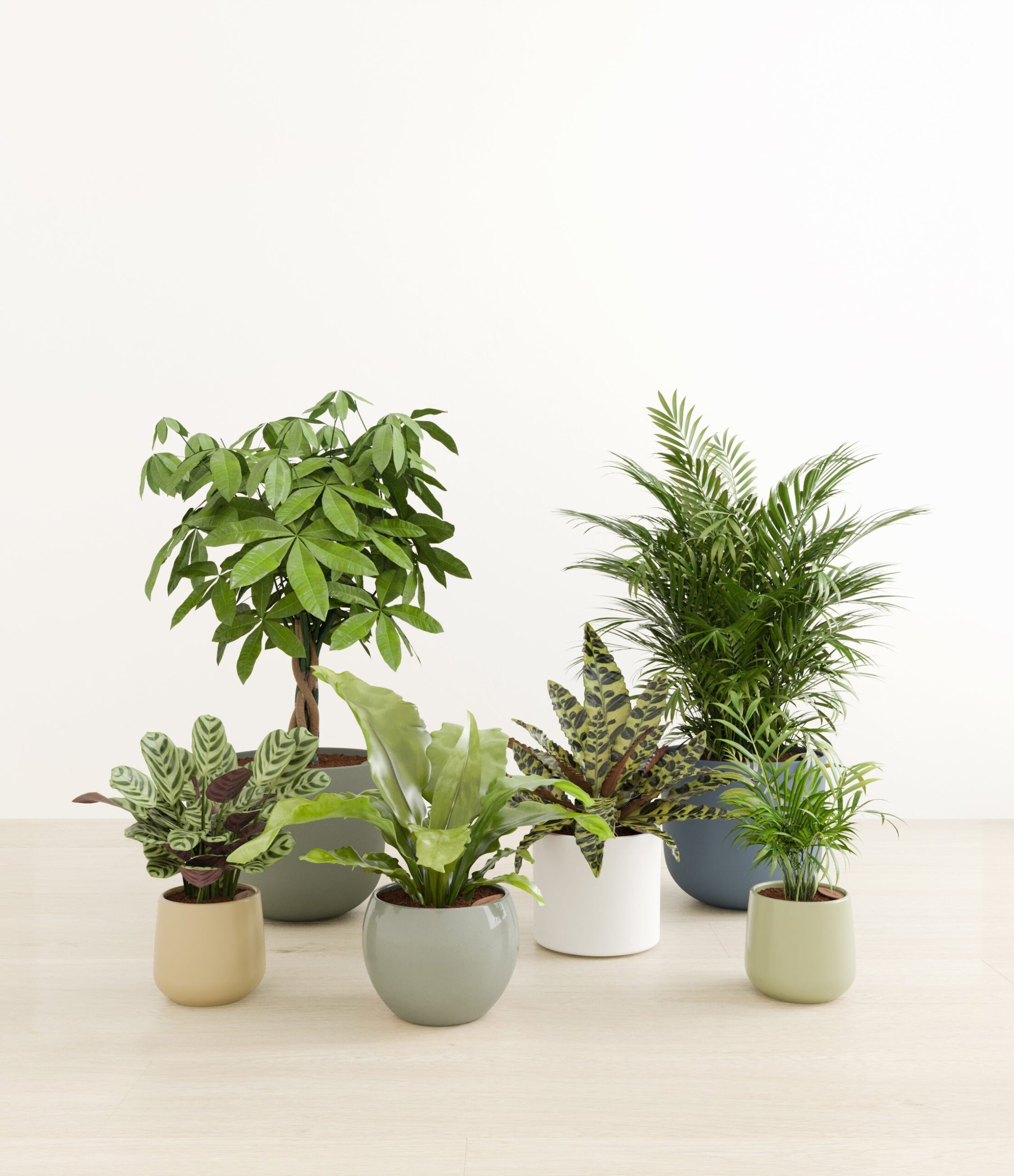 The_Serene_Kingdom_studio_earthy.jpg