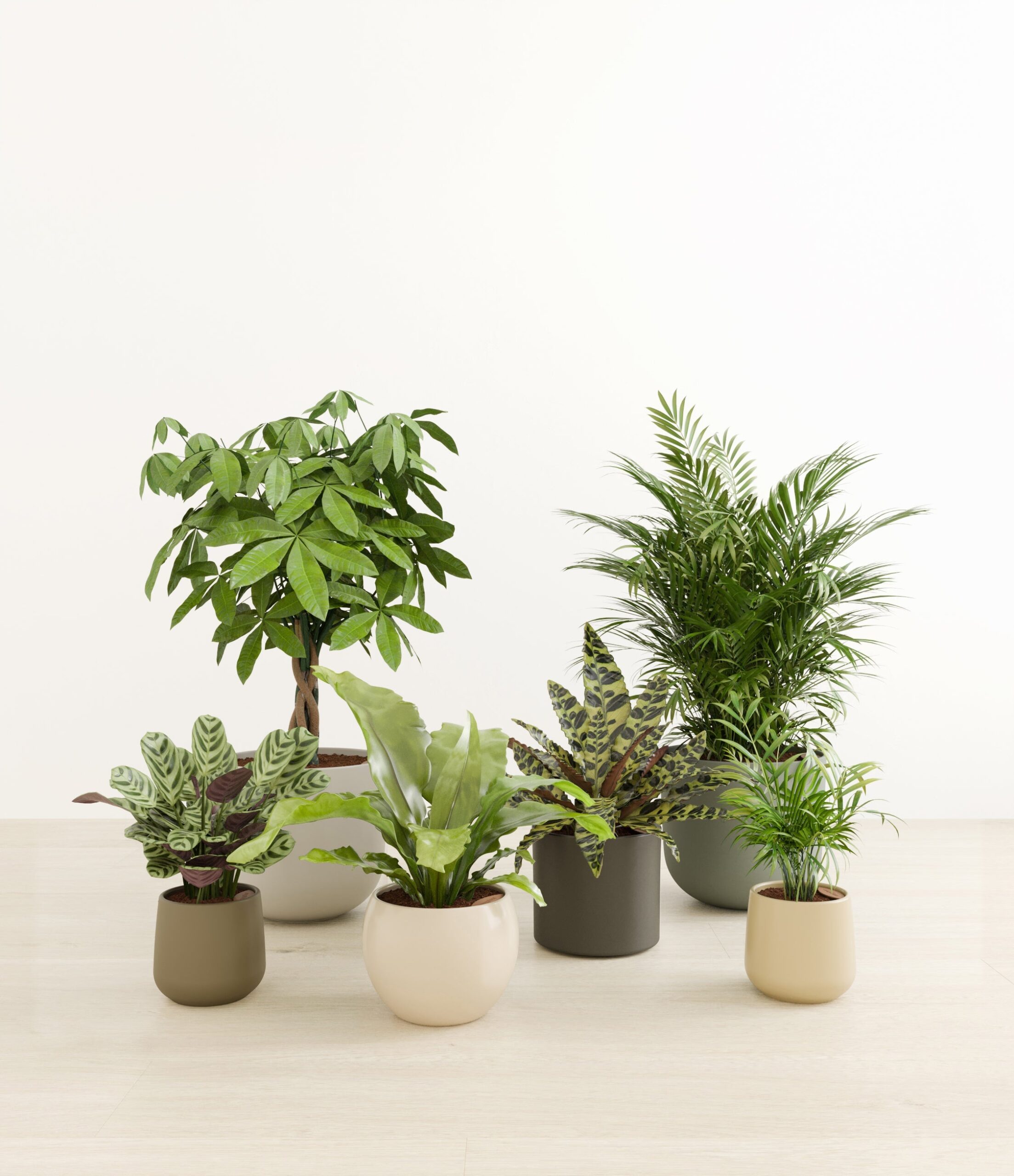 The_Serene_Kingdom_studio_woodland.jpg