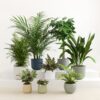 Tropical Haven