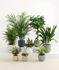 Tropical Haven