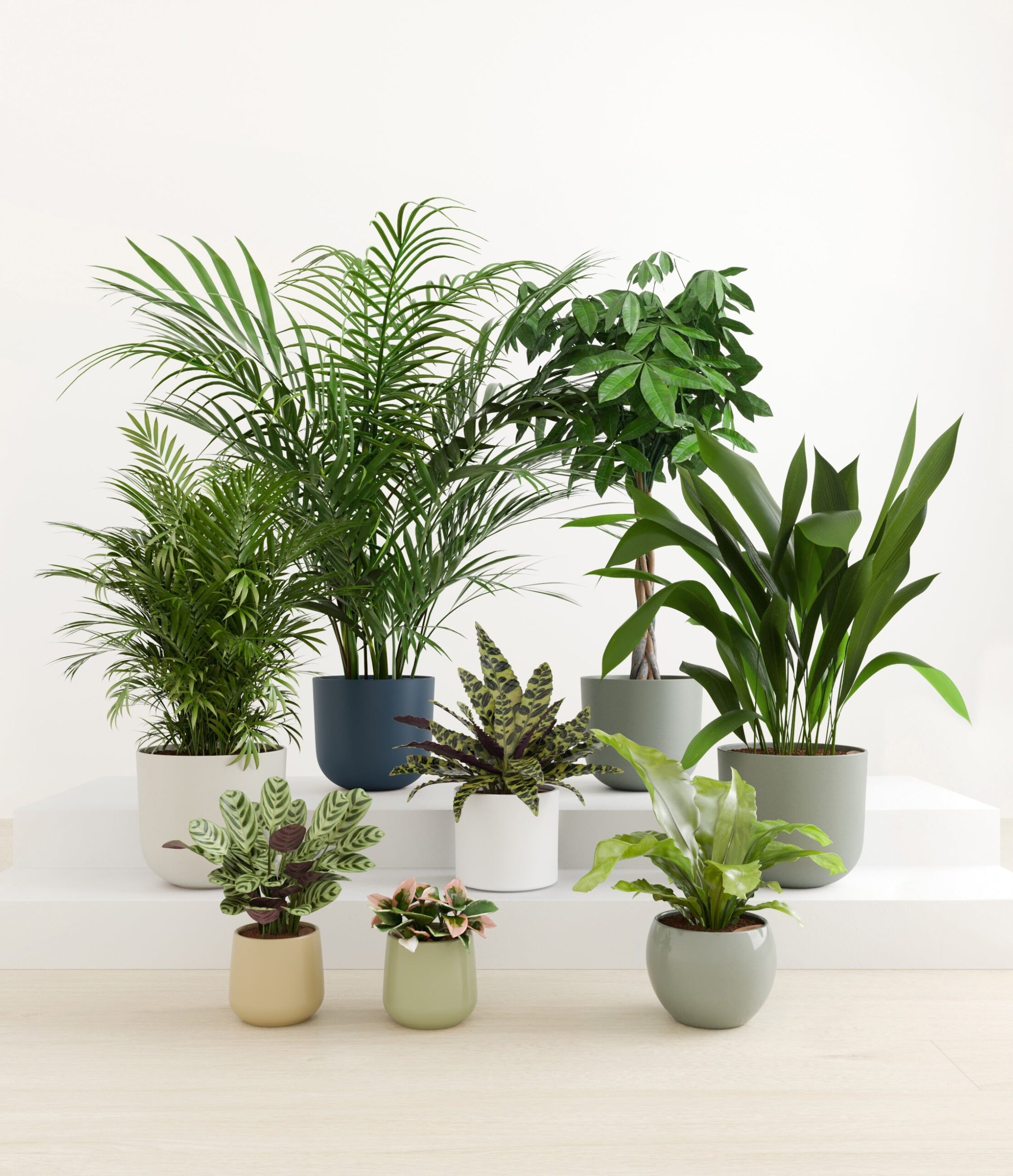 The_Tropical_Haven_studio_earthy.jpg