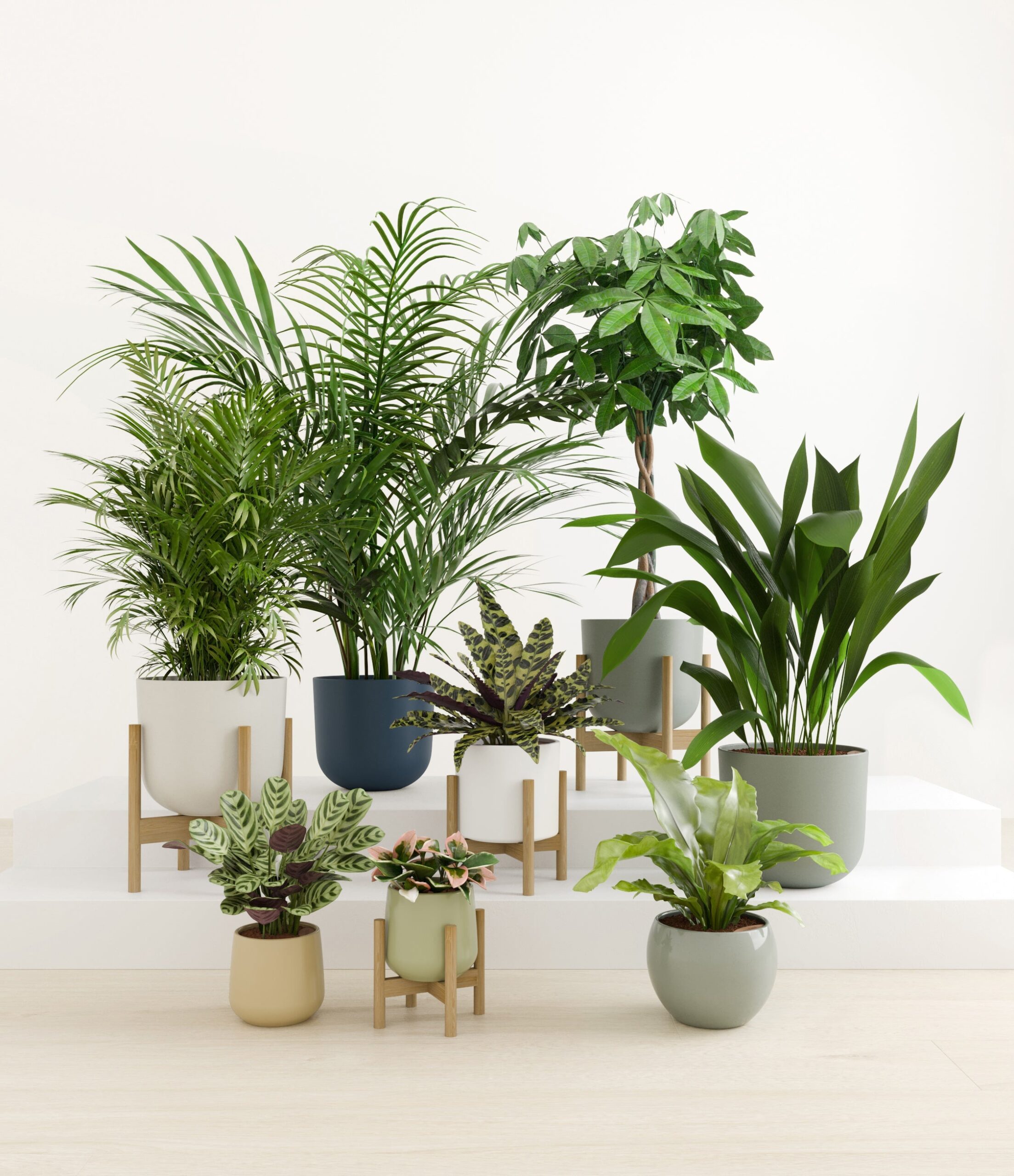 The_Tropical_Haven_studio_earthy_4_stands.jpg