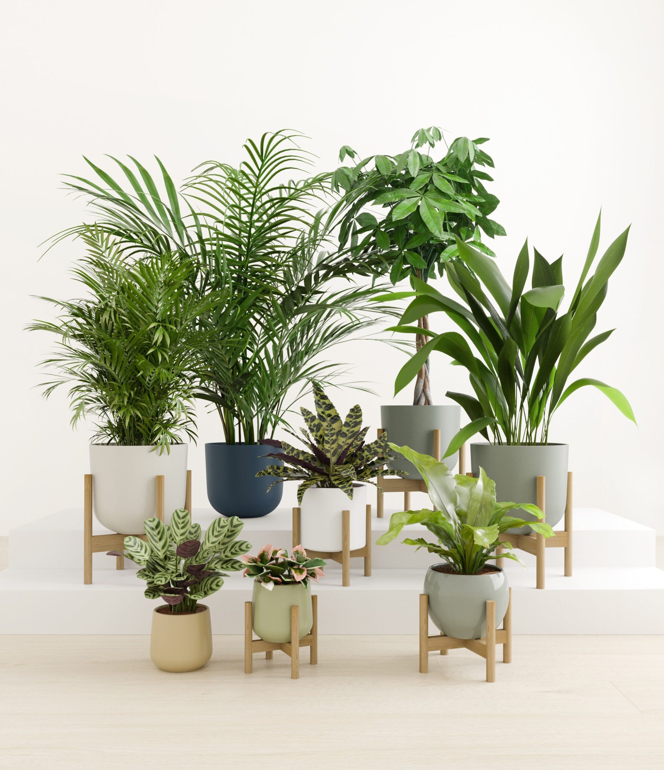 The_Tropical_Haven_studio_earthy_6_stands.jpg