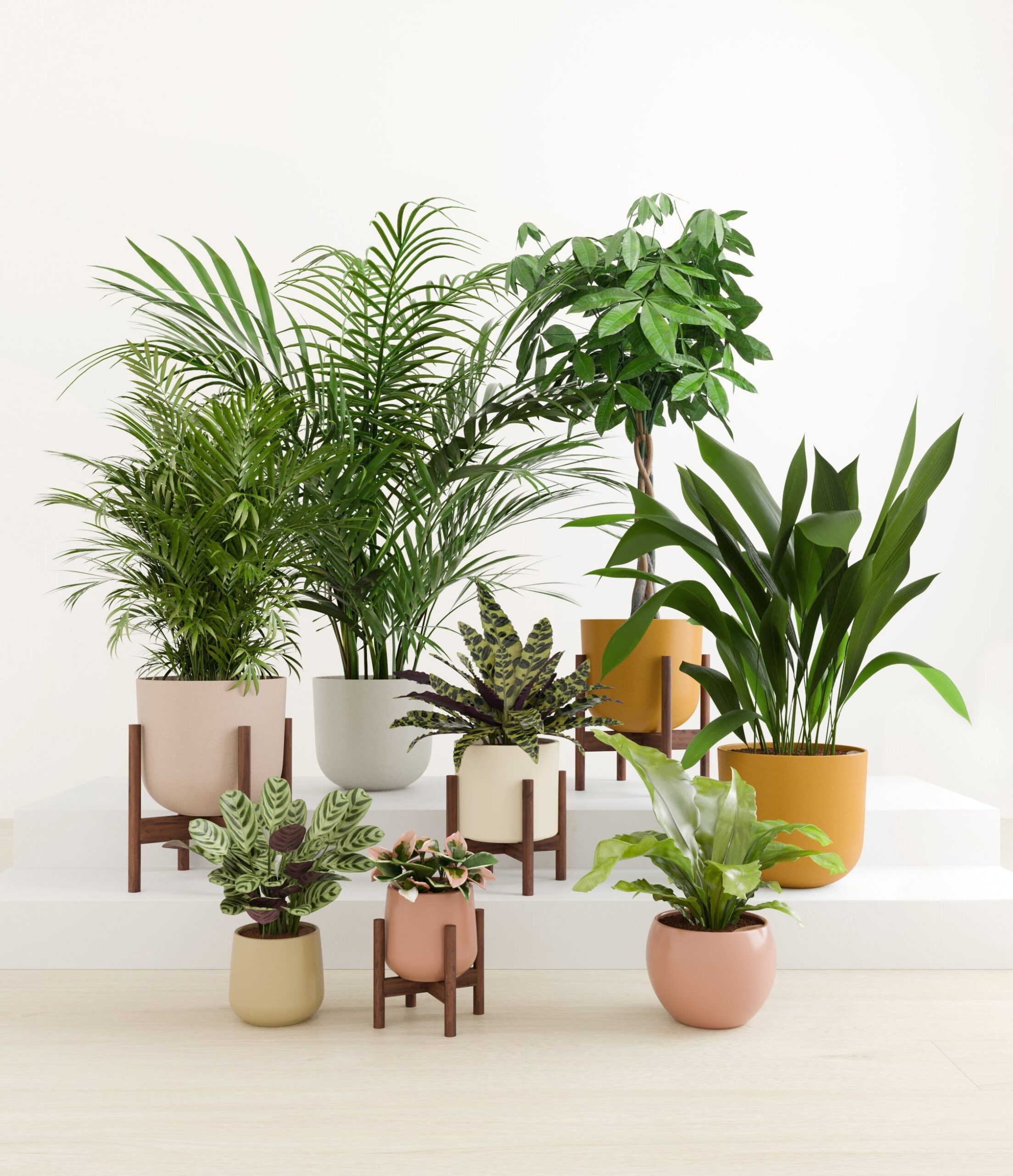 The_Tropical_Haven_studio_evening_sky_4_stands.jpg