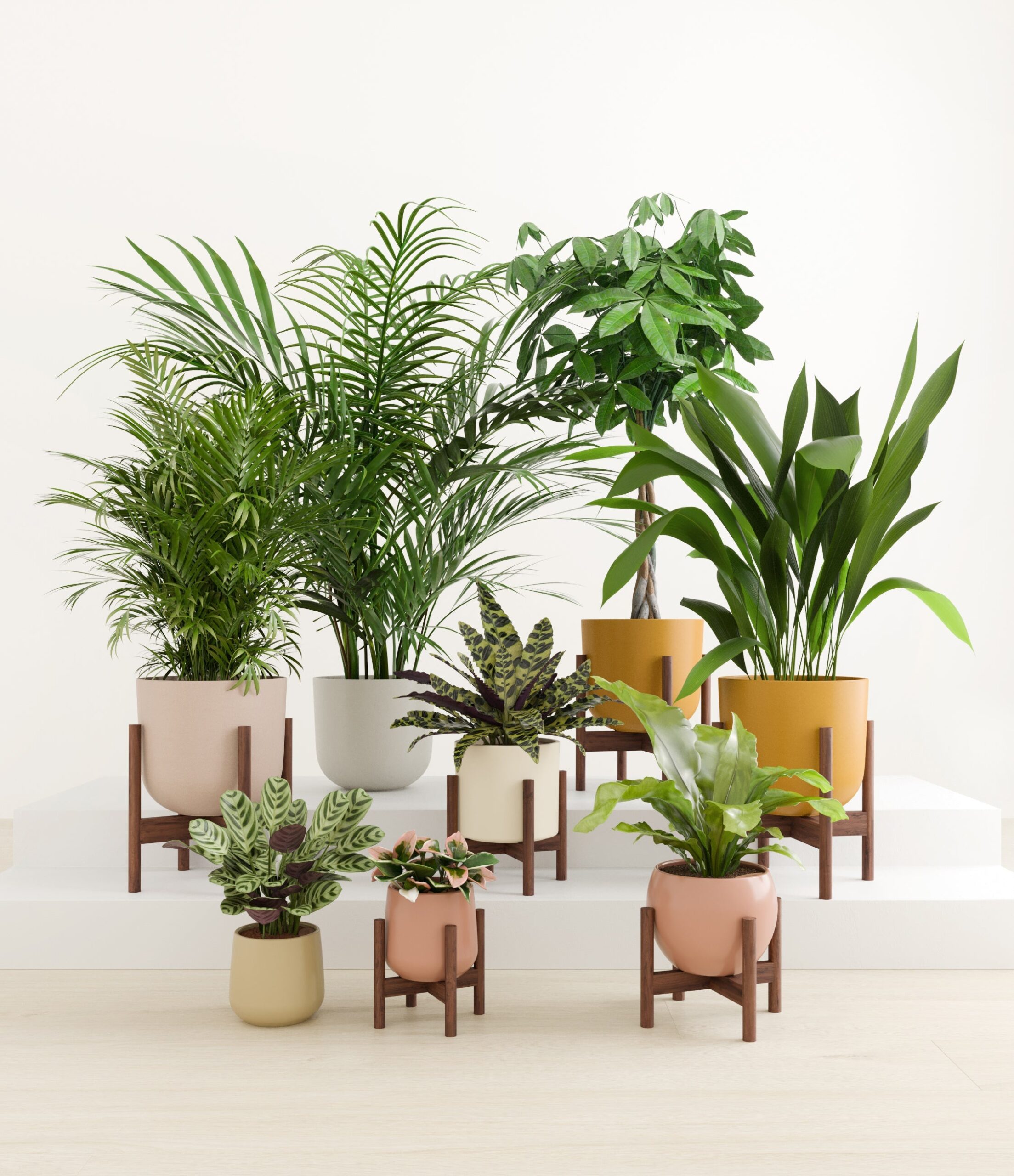 The_Tropical_Haven_studio_evening_sky_6_stands.jpg