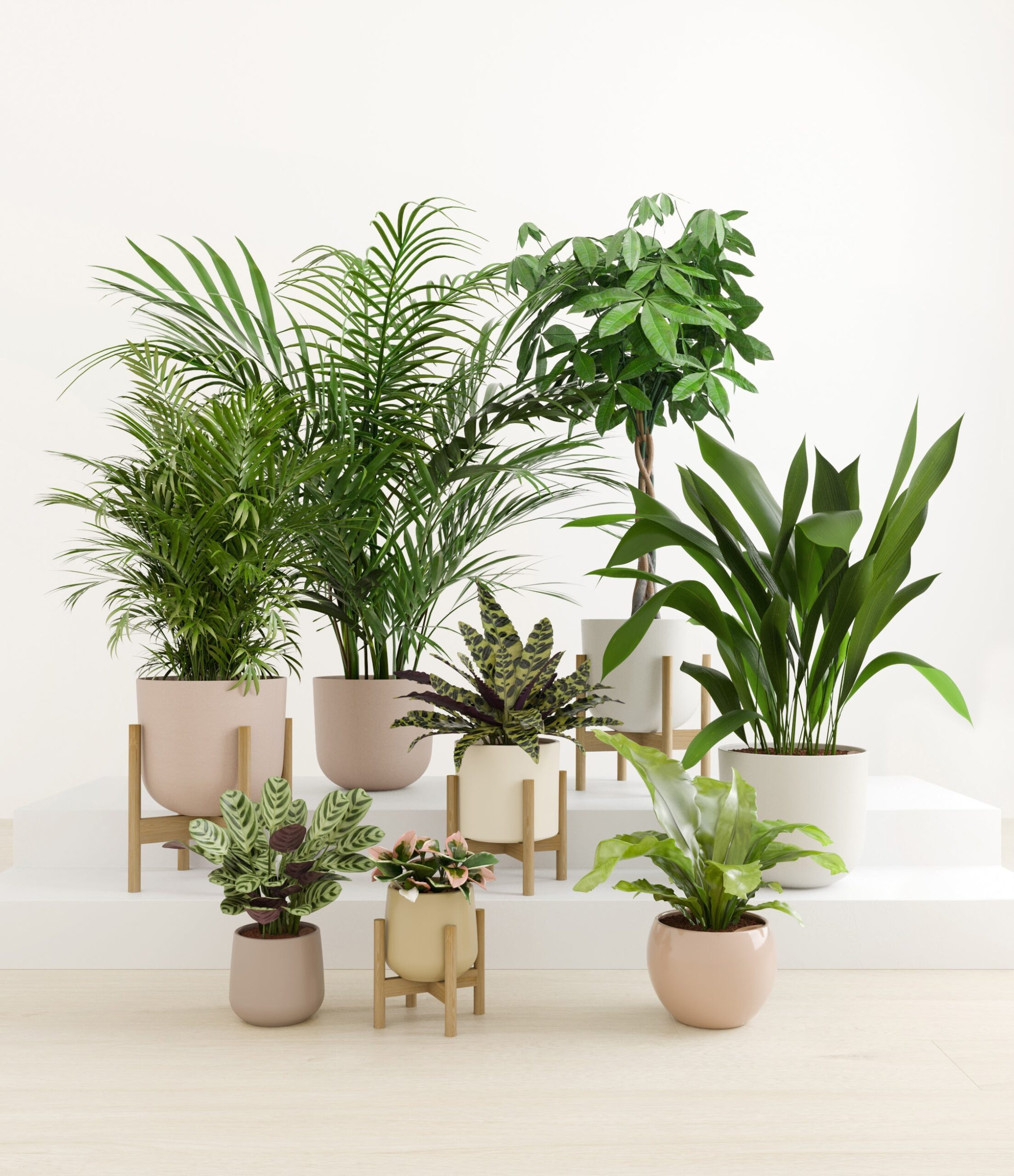 The_Tropical_Haven_studio_sandy_4_stands.jpg