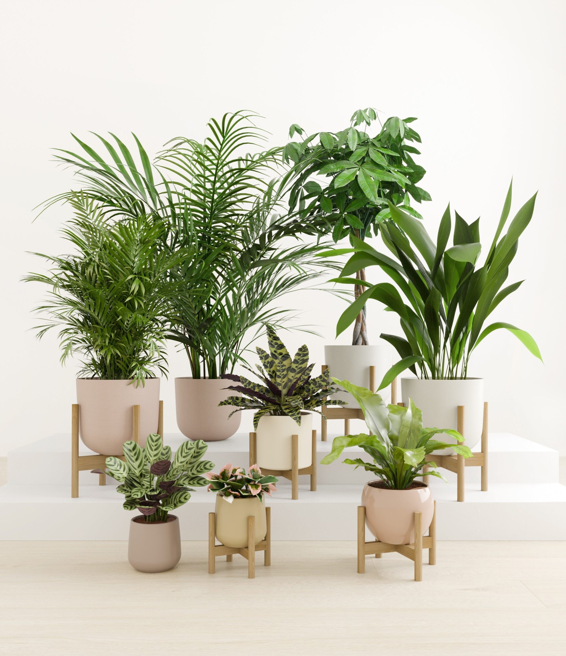 The_Tropical_Haven_studio_sandy_6_stands.jpg