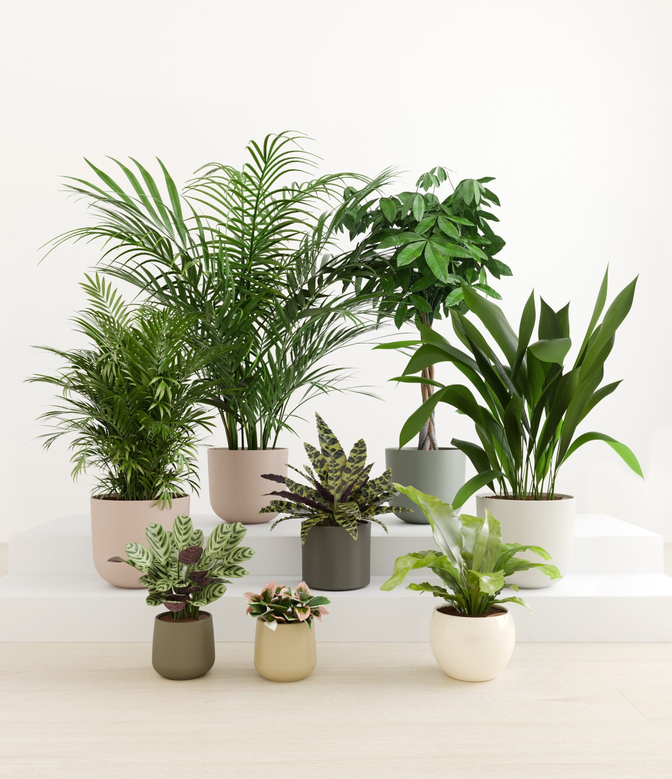 The_Tropical_Haven_studio_woodland.jpg