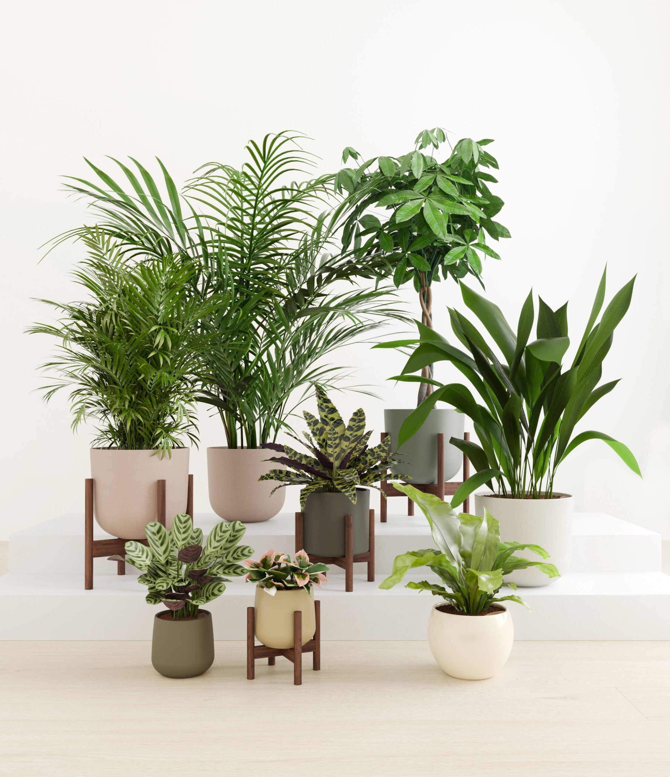 The_Tropical_Haven_studio_woodland_4_stands.jpg