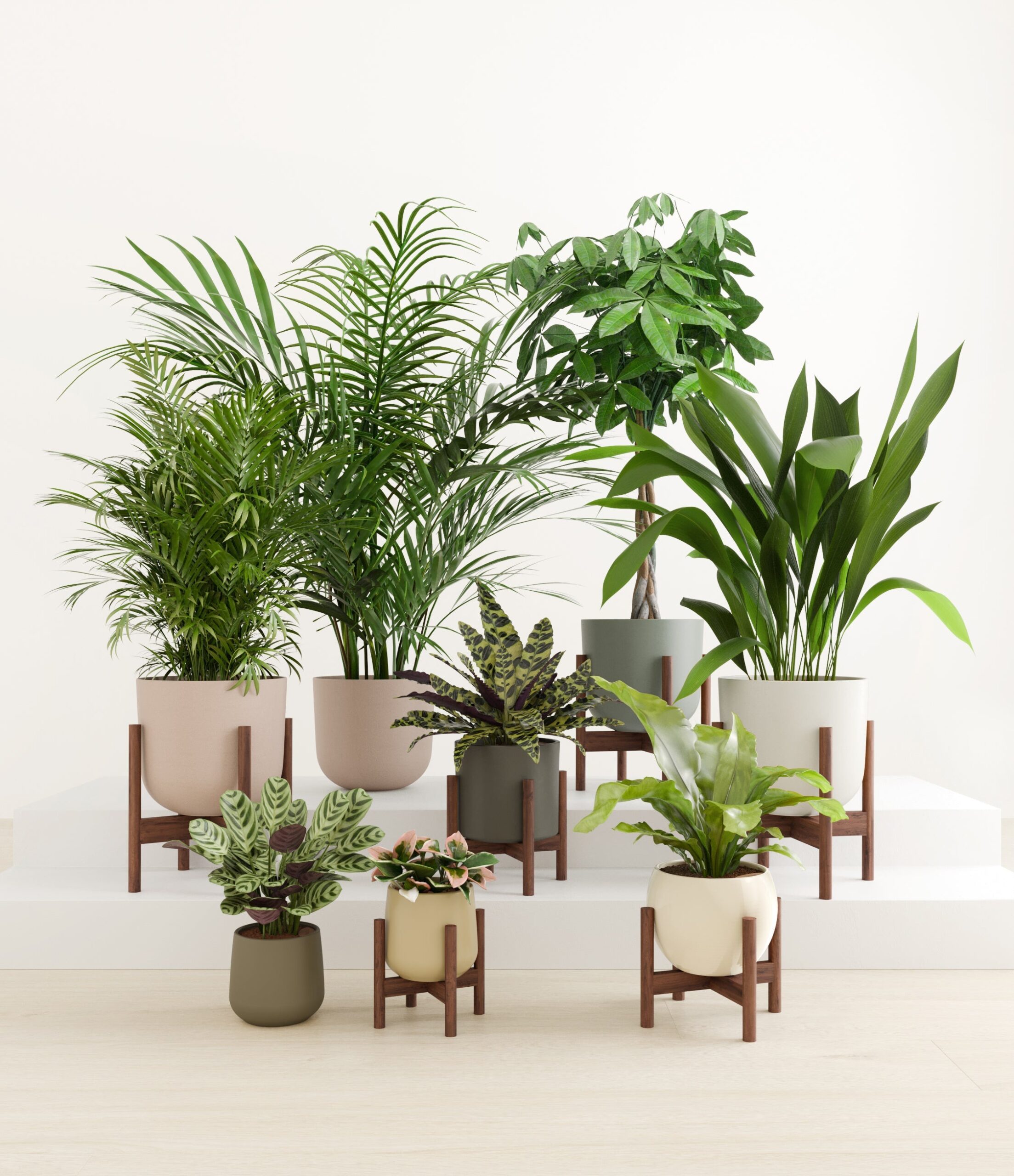 The_Tropical_Haven_studio_woodland_6_stands.jpg