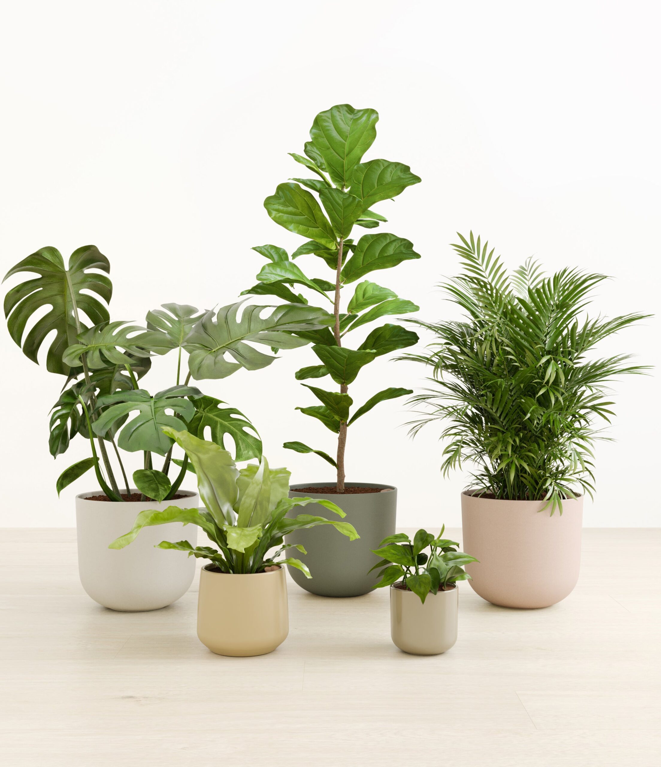 Treasured_Stars_woodland_palette_0_stands_ef6e5a14-649a-45c7-ac17-c0d2421f65f8.jpg