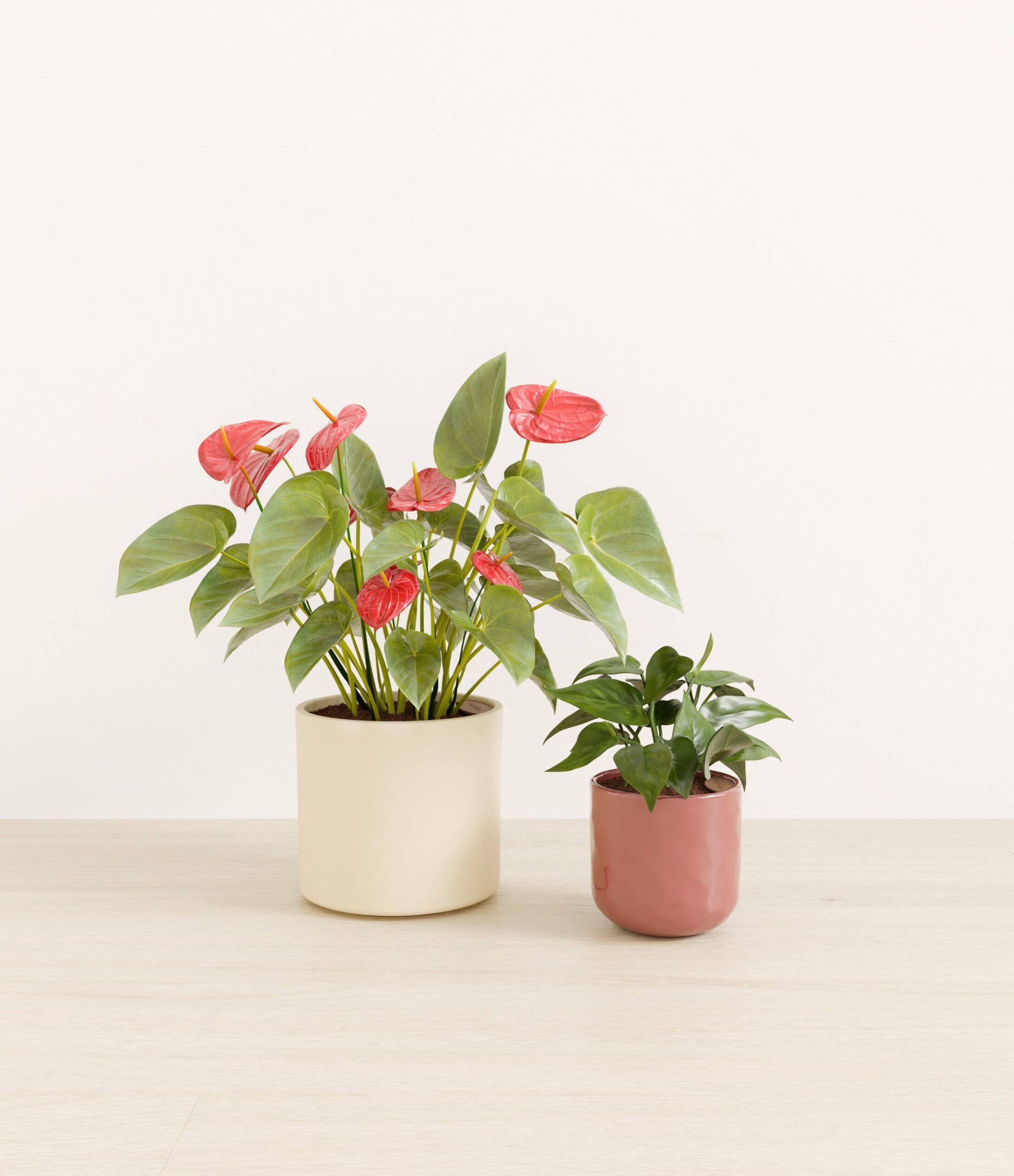 Vibrant_Valentines_USA_studio_blush_ivory_palette_0_stands.jpg