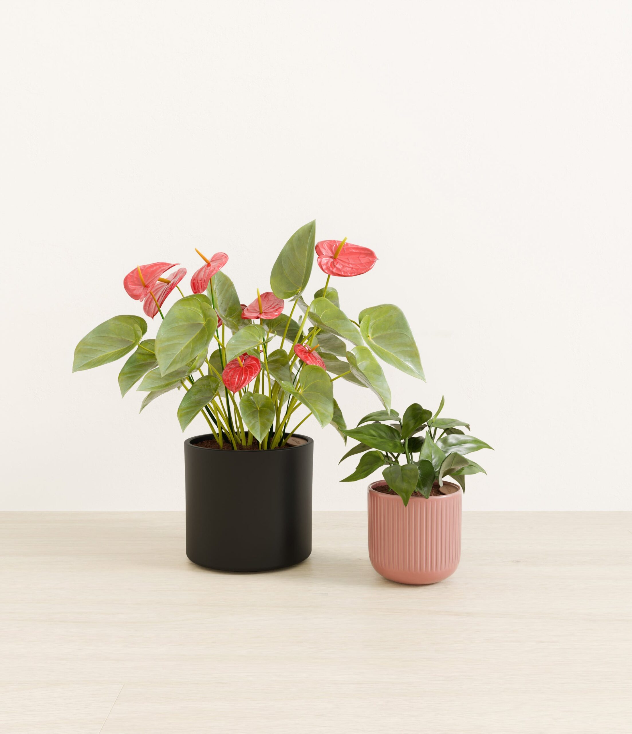 Vibrant_Valentines_USA_studio_midnight_rose_palette_0_stands.jpg