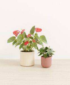 Vibrant Valentines