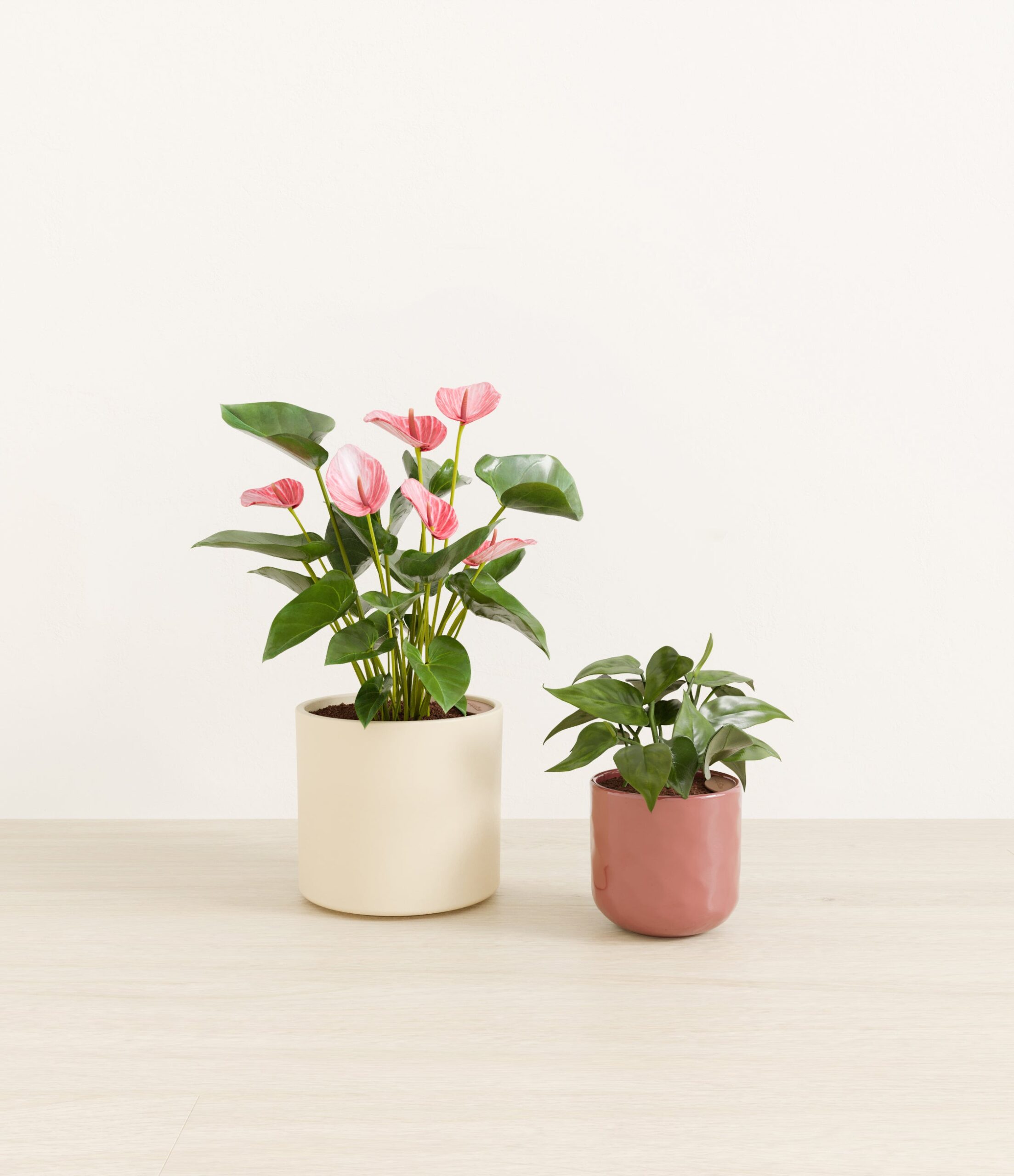 Vibrant_Valentines_USA_studio_sub_blush_ivory_palette_0_stands.jpg