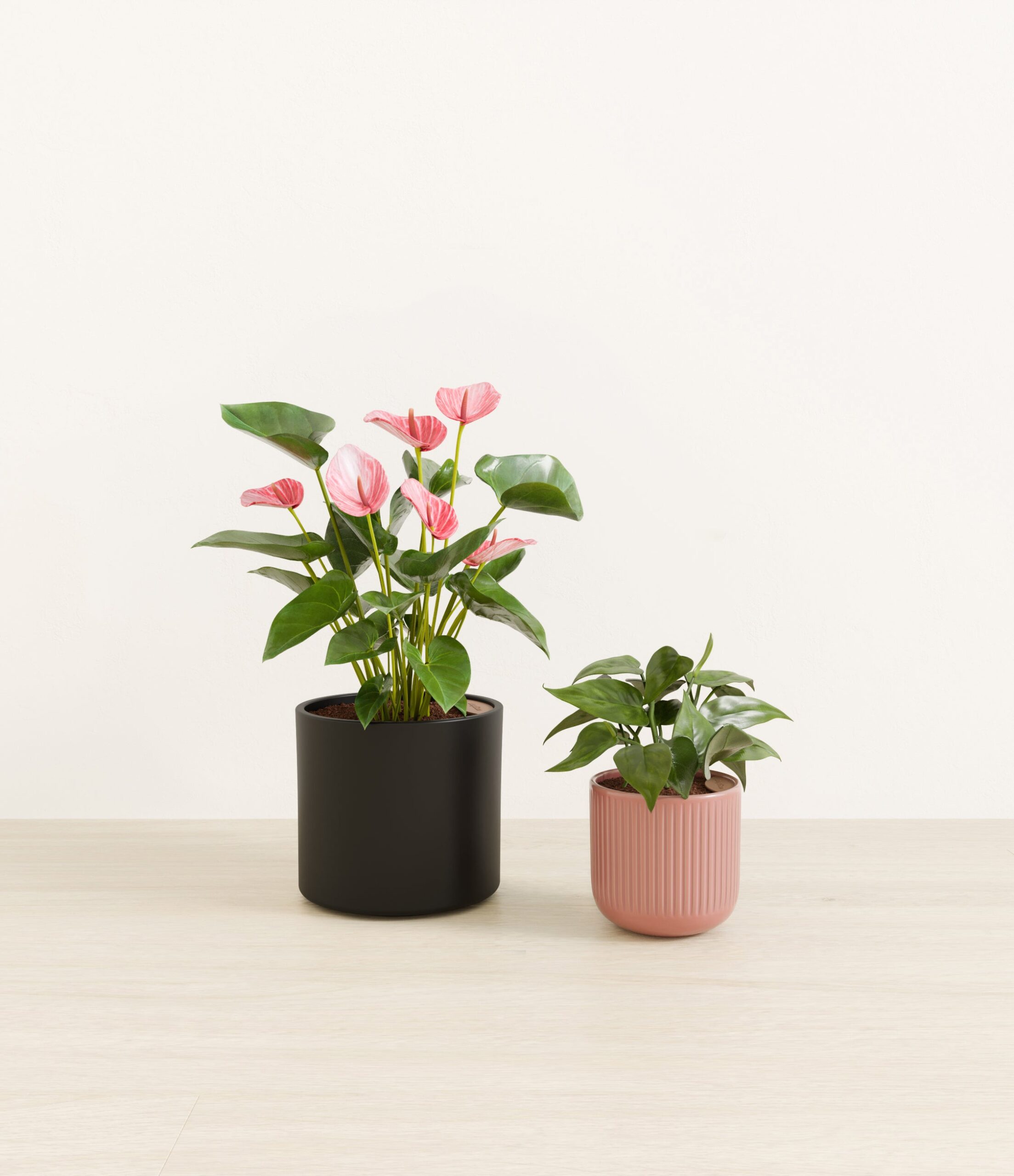 Vibrant_Valentines_USA_studio_sub_midnight_rose_palette_0_stands.jpg