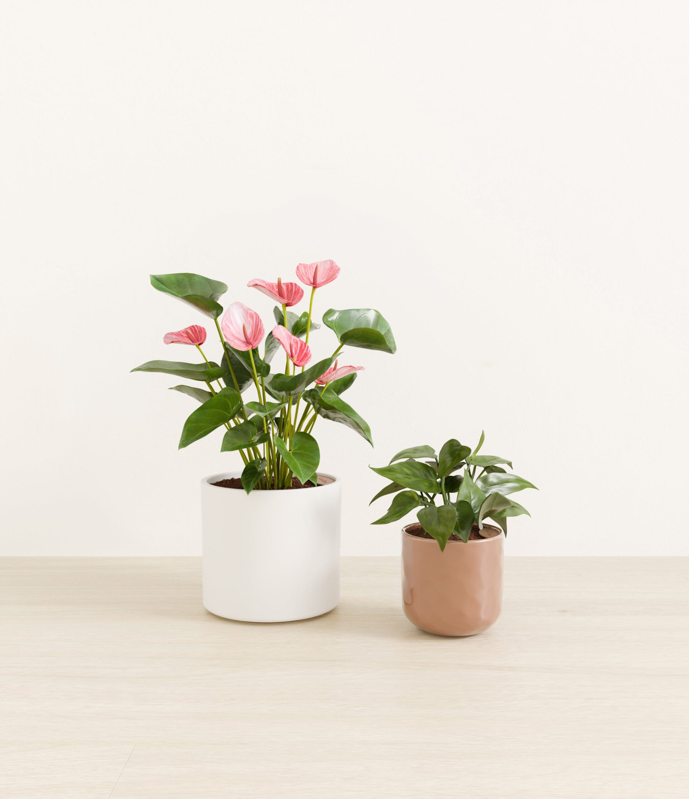 Vibrant_Valentines_USA_studio_sub_peach_frost_palette_0_stands.jpg