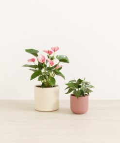 Vibrant Valentines