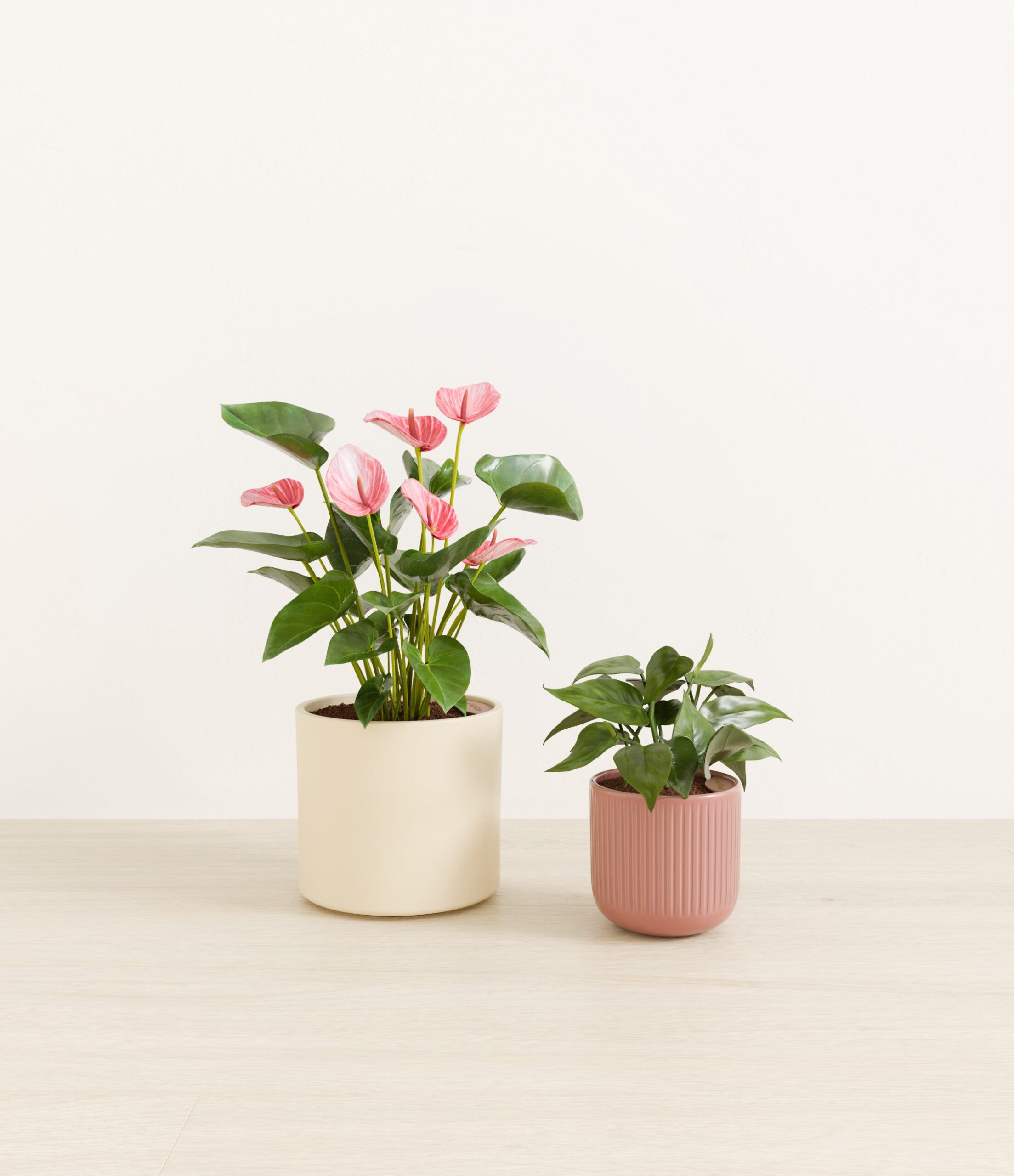 Vibrant_Valentines_USA_studio_sub_rose_linen_palette_0_stands.jpg