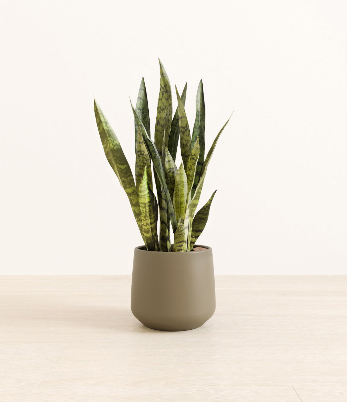 White_Sansevieria_amber_army_green_2c97f99c-5b73-4b0c-91d0-2fbb208da54c.jpg