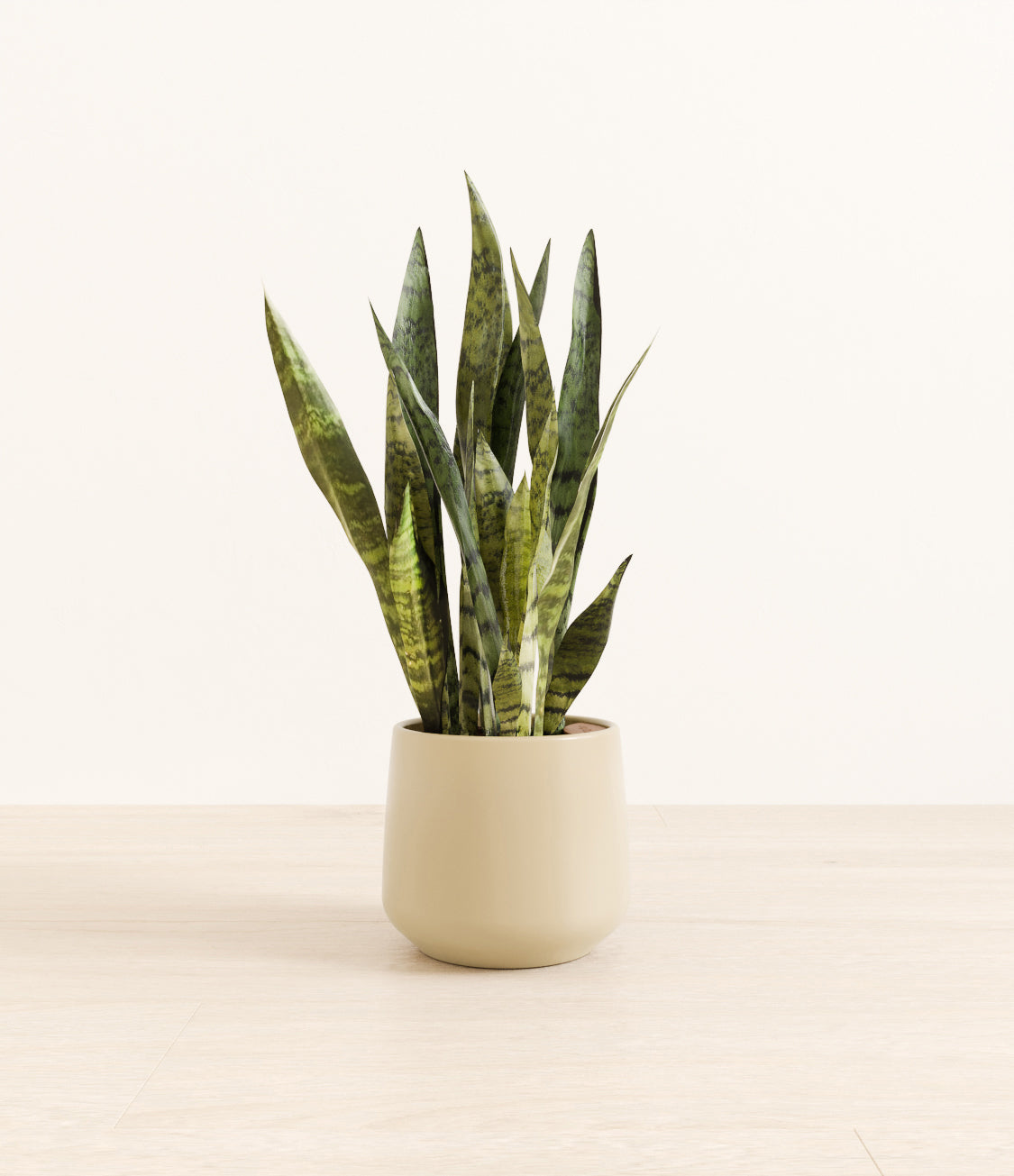 White_Sansevieria_amber_beige_bd296e70-4db2-48b4-be34-de68c3dce55c.jpg