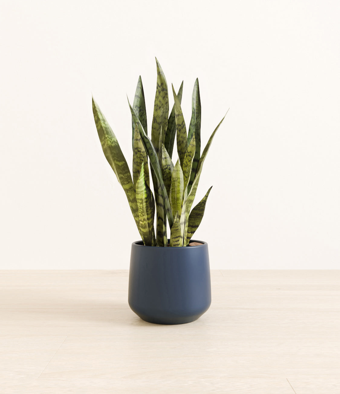 White_Sansevieria_amber_blue_de335100-84b8-4b91-80ad-73b2524182cd.jpg
