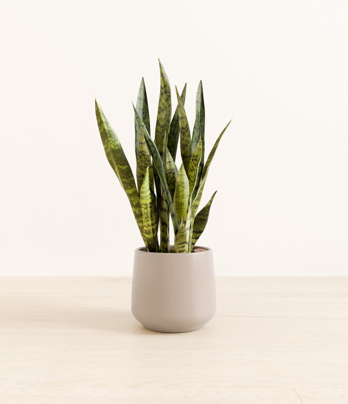 White_Sansevieria_amber_light_grey_ce850ba8-0f5b-4845-bb42-2cdeda48747a.jpg