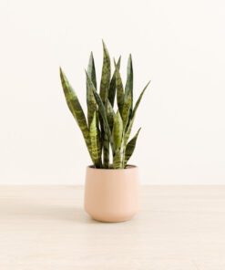 Green Snake Plant - Medium Amber