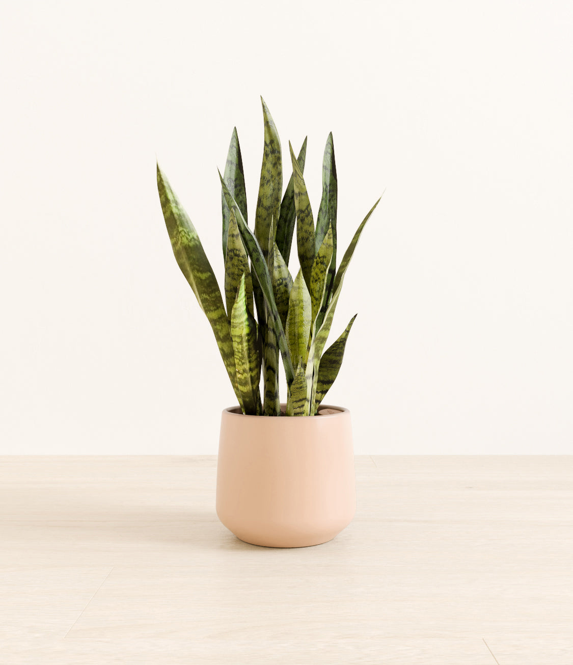 White_Sansevieria_amber_light_pink_f3f77025-a806-4e49-8349-53fb0c0e6e4f.jpg