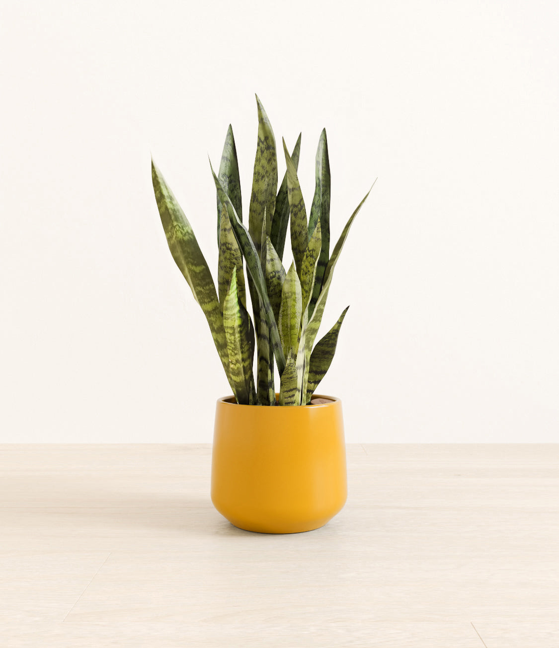 White_Sansevieria_amber_mustard_yellow_c77ba41d-25d3-42d7-8a5f-9f5aedf9579d.jpg