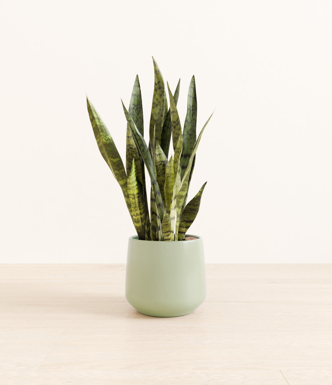 White_Sansevieria_amber_ocean_light_9d05ec95-613f-4469-81f0-9023ecb8c20b.jpg