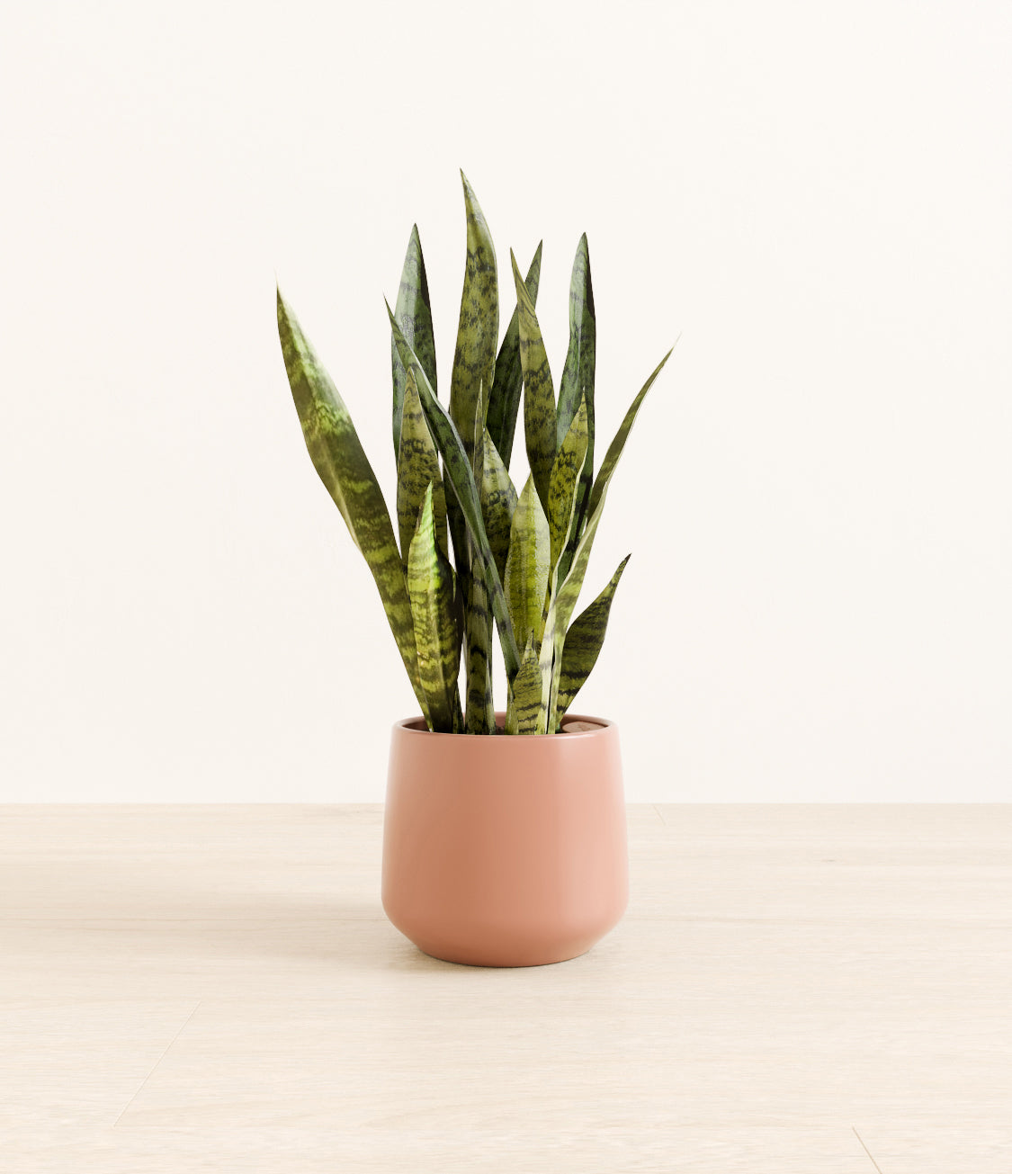 White_Sansevieria_amber_old_rose_e7c254c8-71a2-4f28-bf13-c09f2b002ac9.jpg
