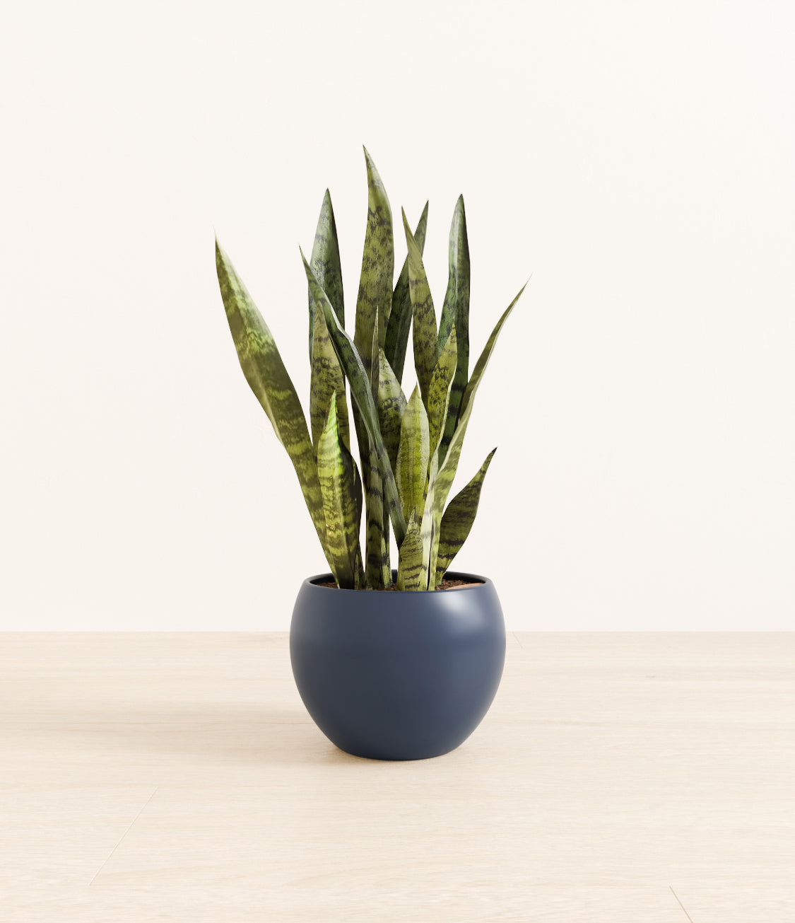 White_Sansevieria_monet_blue.jpg