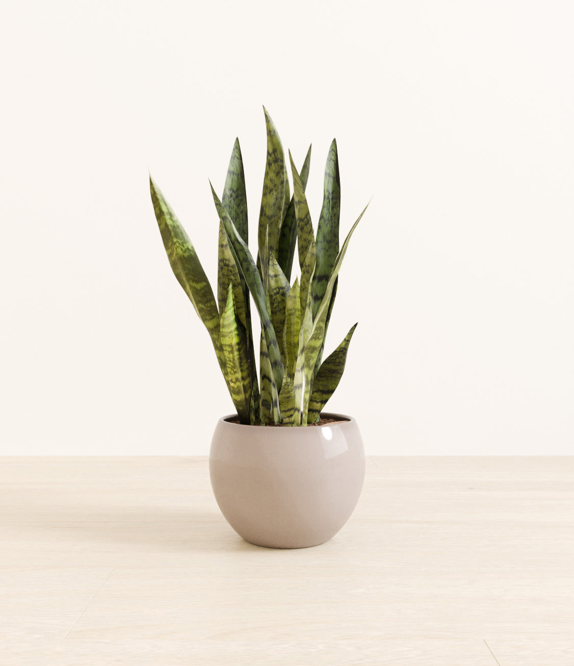 White_Sansevieria_monet_brown.jpg