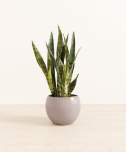 Green Snake Plant - Medium Monet