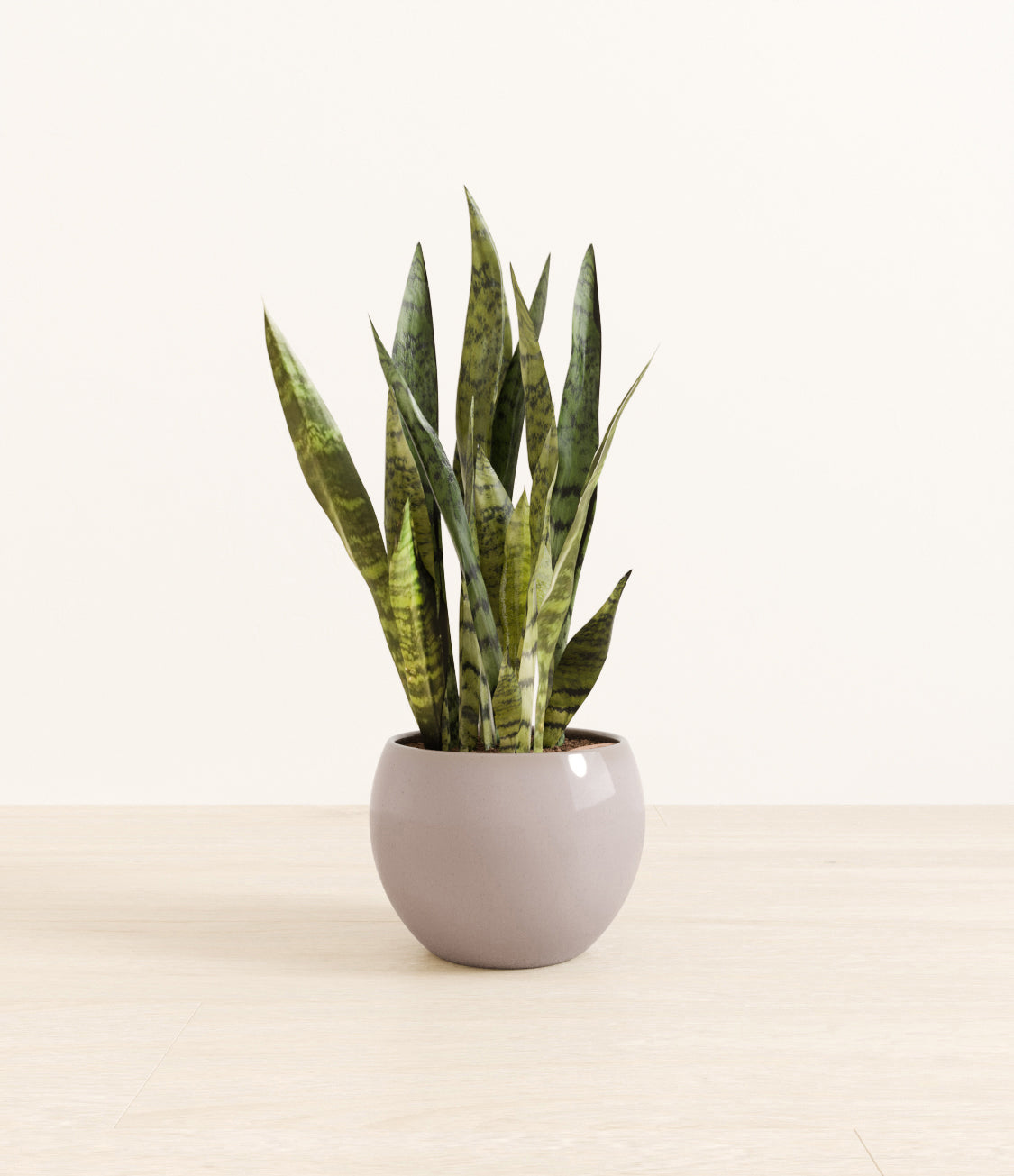 White_Sansevieria_monet_grey.jpg