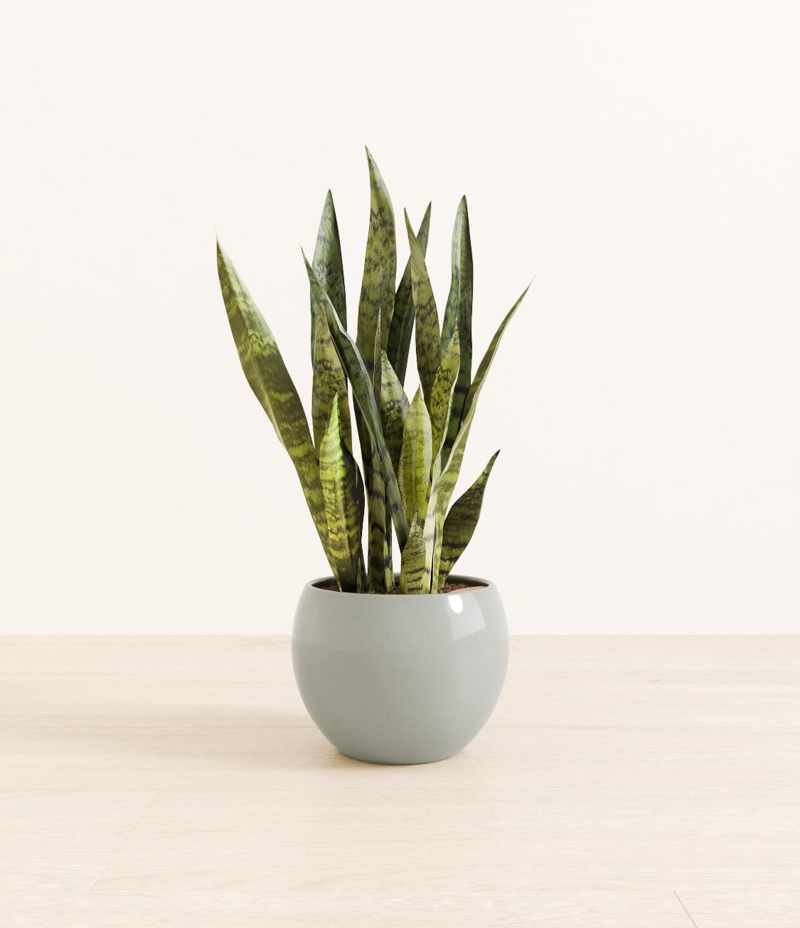 White_Sansevieria_monet_ocean.jpg