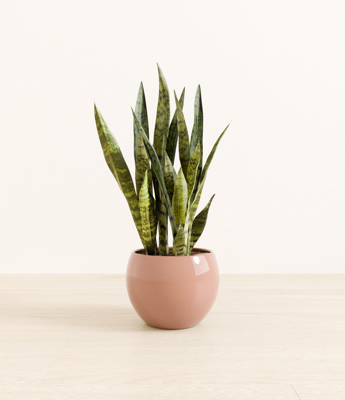 White_Sansevieria_monet_old_rose.jpg