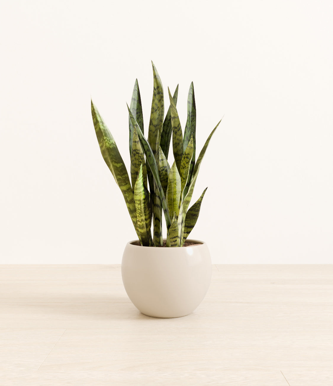 White_Sansevieria_monet_white_cream.jpg