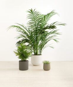 The Palm Paradise