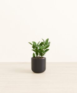 ZZ Plant - Small Small Yoko