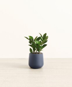 ZZ Plant - Small Amber